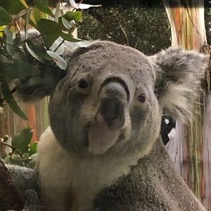 Meet your Posher, Sofia